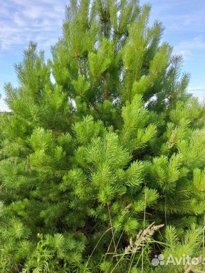 Сосна 2,5м экстра