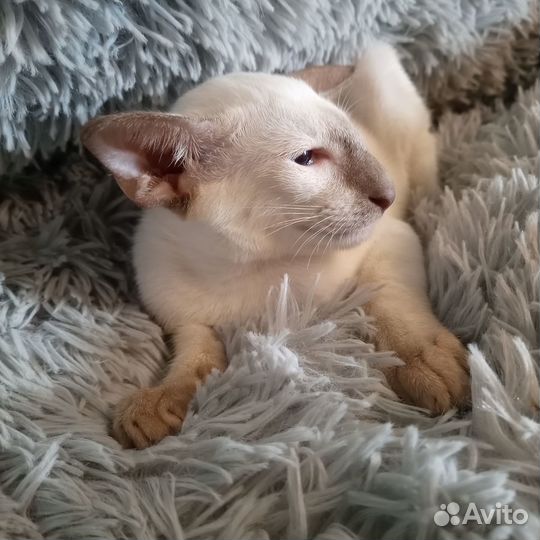 Кот и кошка ориентальные сиамского окраса