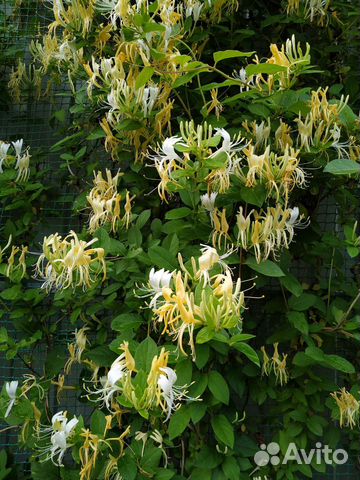 Жимолость Сентябринки Очиток Молочай Лилия Сныть