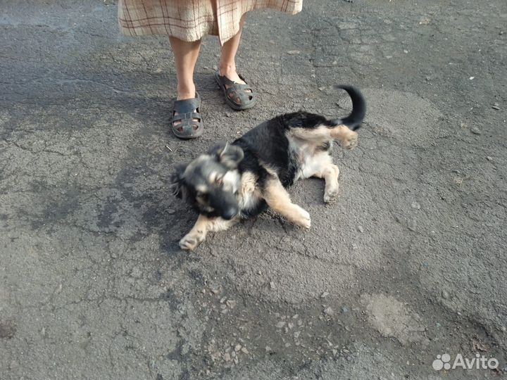 Собака в добрые руки отдам бесплатно