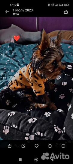 Одежда для собак