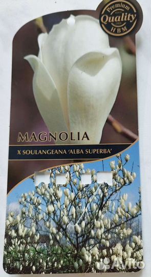 Магнолия растения