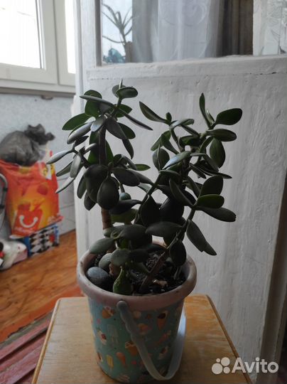 Денежное дерево толстянка