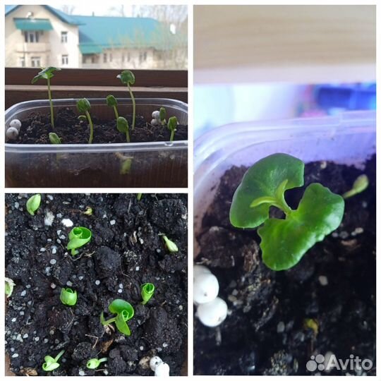 Ростки гранатового дерева