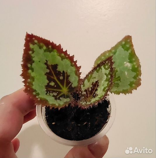 Бегонии декоративно-лиственные