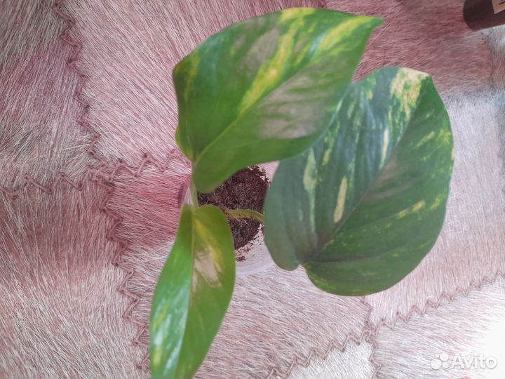 Сциндапсус/эпипремнум