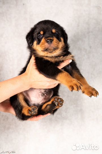 Щенки ротвейлера