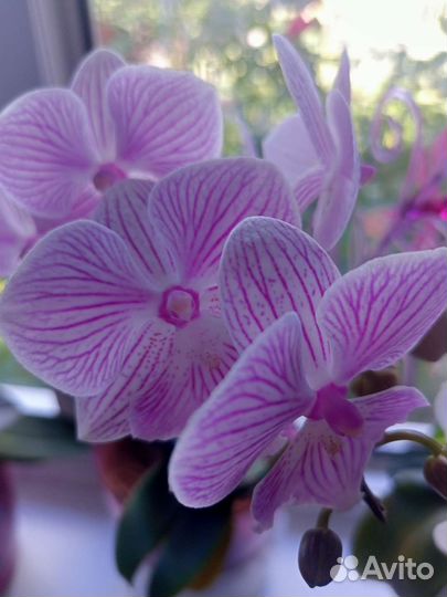 Орхидея фаленопсис Биг лип
