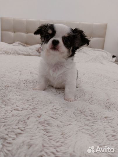 Чихуахуа девочка 2 месяца