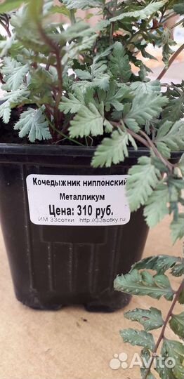 Кочедыжник ниппонский Металликум