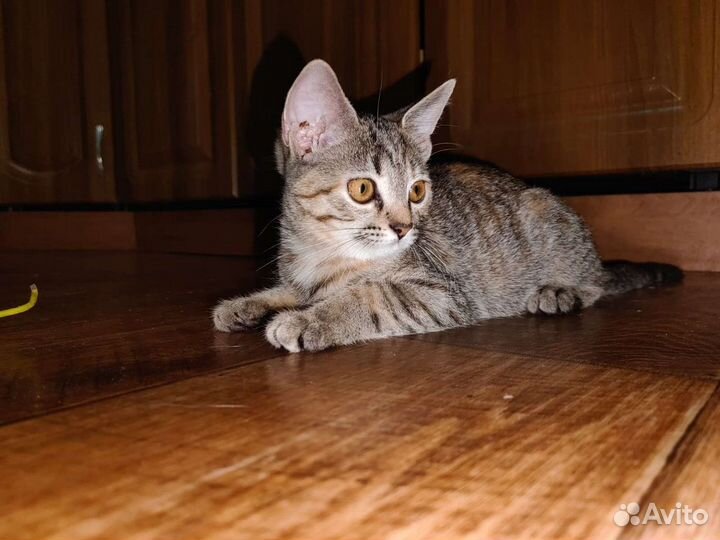 Котёнок девочка