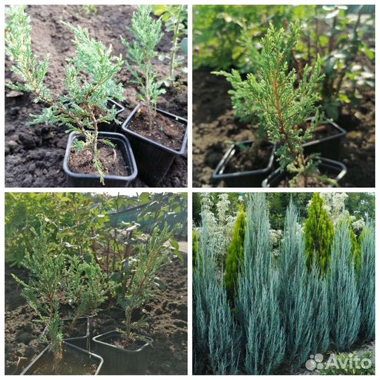 Можжевельник Блю Эрроу