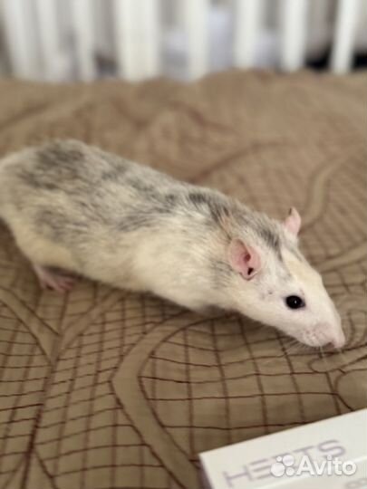 Крыса дамбо с клеткой