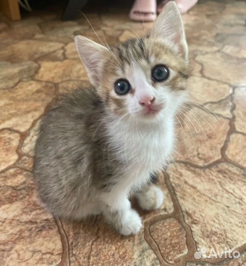 Котятки в добрые руки
