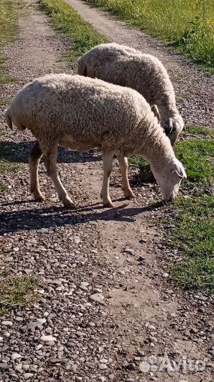 Овцы бараны