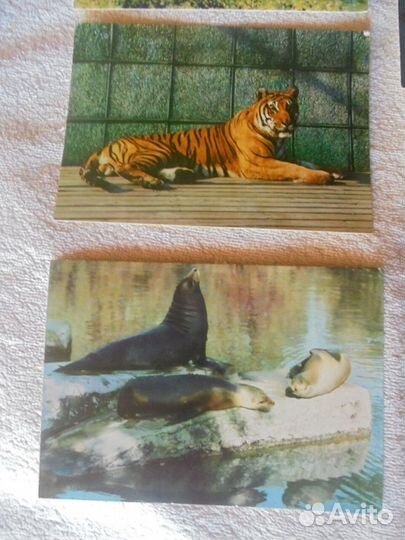 Польск зоопарк Ruch 1969+ Моск зооп Планета 1969