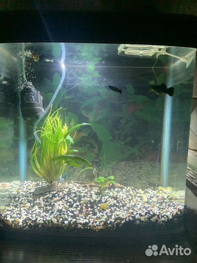 Аквариум