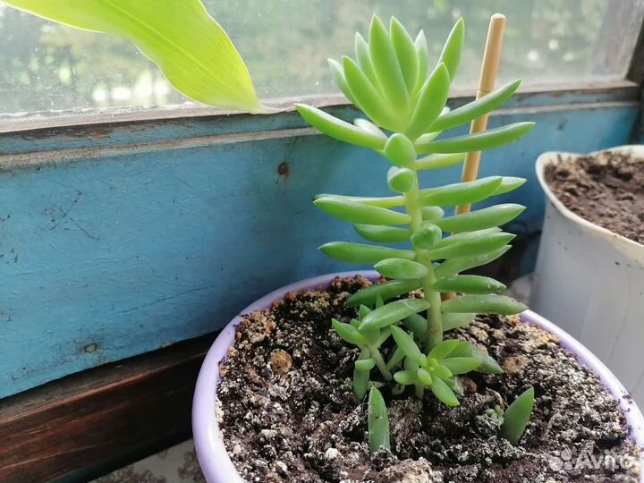 Очиток Моргана