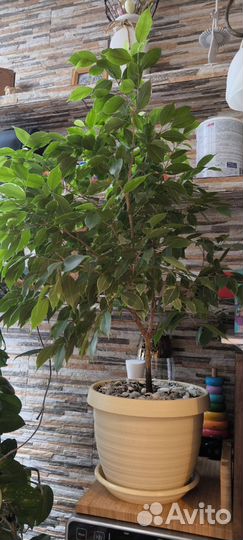 Фикус Бенджамина Нина