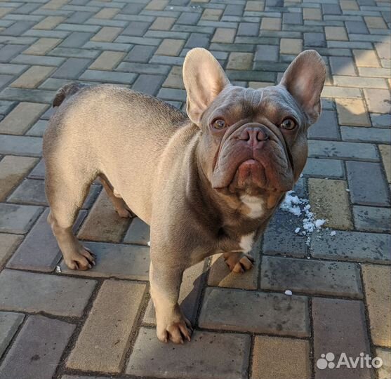 Французский бульдог изабелла