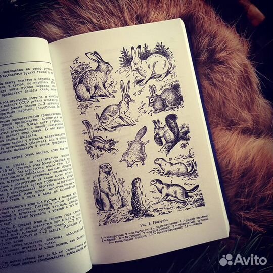 Спутник промыслового охотника