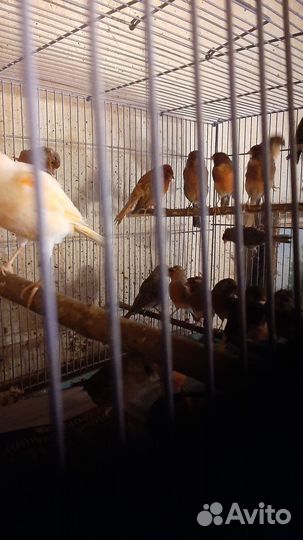 Кенара и канарейки