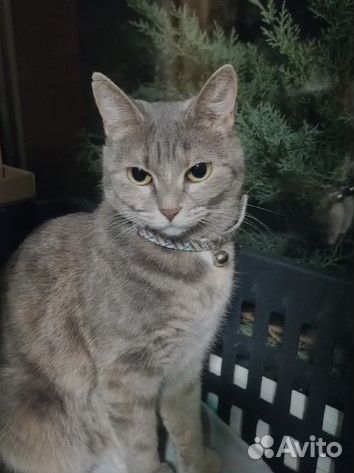 Трехцветная кошечка