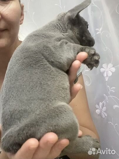 Новогоднее Лиловое чудо