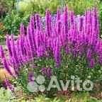 Дербейнник