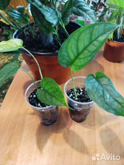 Монстера Сальвадор (сильтепекана)