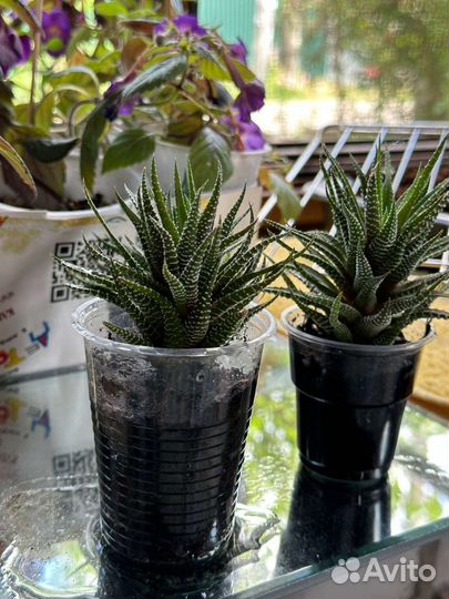 Суккуленты хавортия