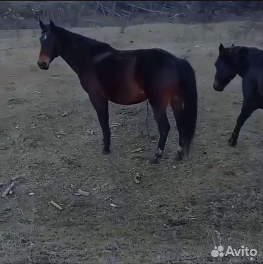 Лошадь, кобыла