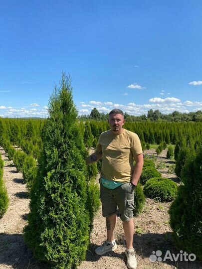 Туя Смарагд 80 см