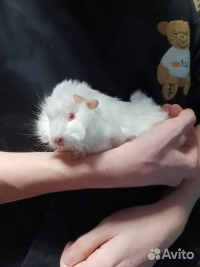 Морские свинки