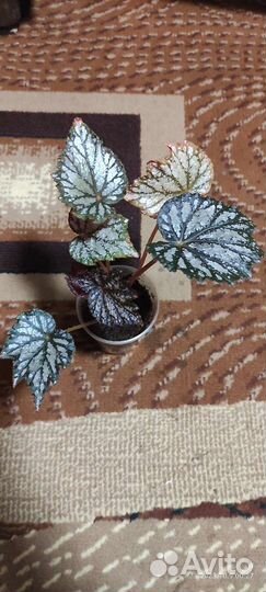 Комнатные растения