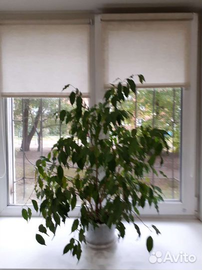 Бенджамина