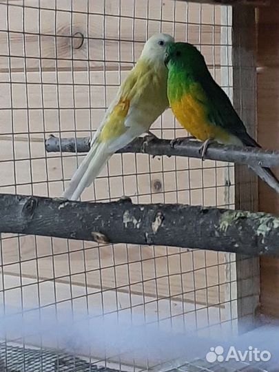 Певчий попугай