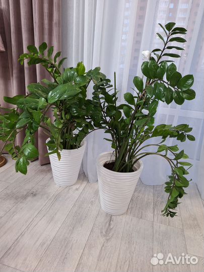 Замиокулькас