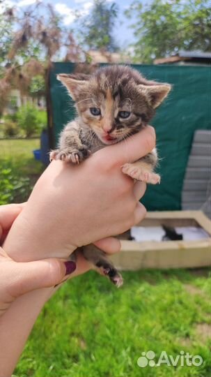 Котята милаши