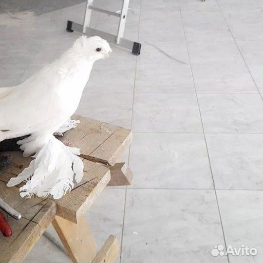 Голубь двухчубые