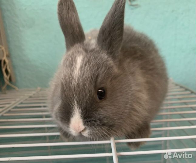 Крольчата