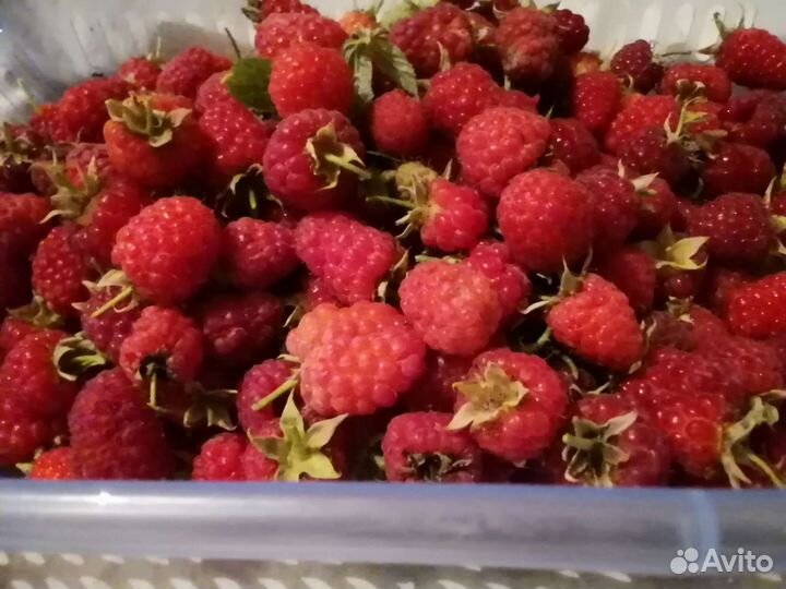 Летние крупноплодные сорта малины