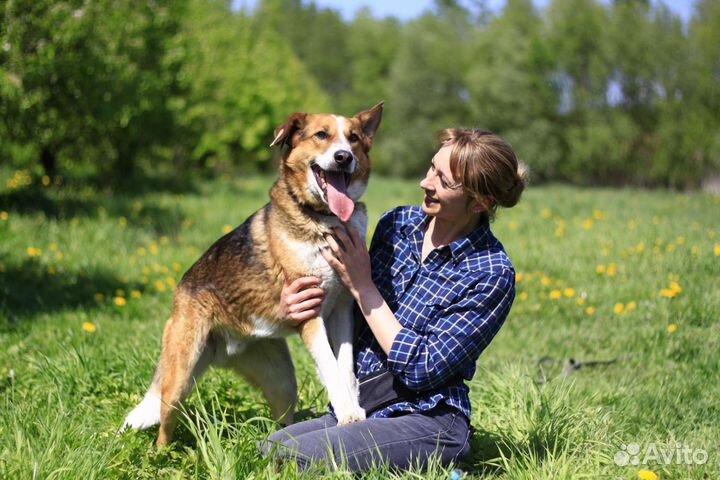 Собака в добрые руки отдам бесплатно