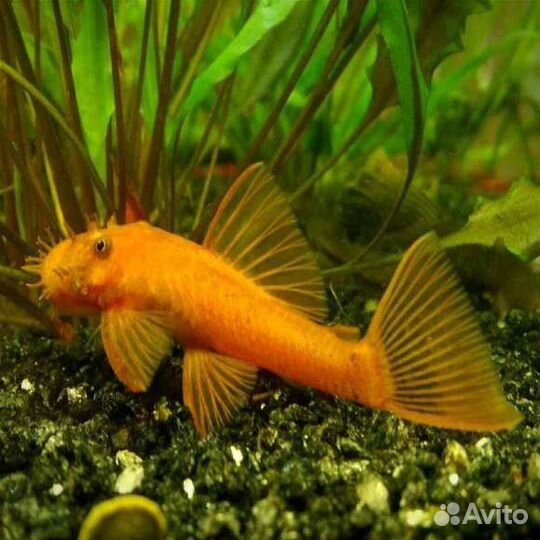 Сомы вуалевый,простой чистильщики разные, прайс