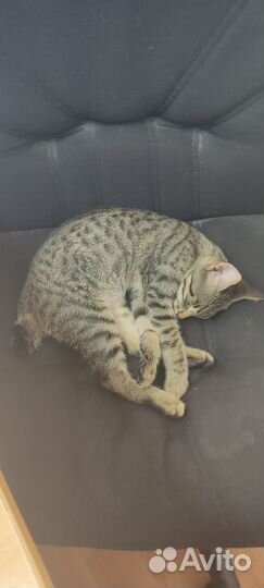 Котик в добрые руки