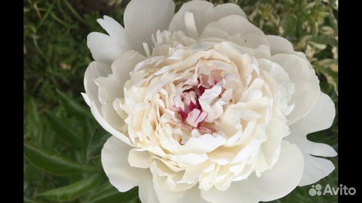 Сибирская роза,лук,медуница,живучка