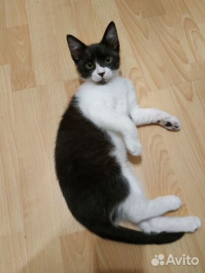 Котенок мальчик