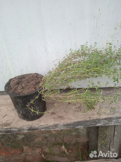 Тимьян ползучий