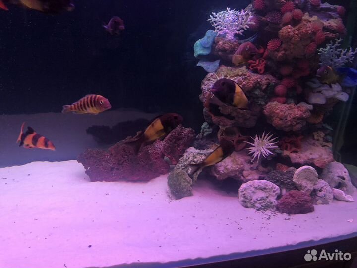 Аквариум с тумбой jebo