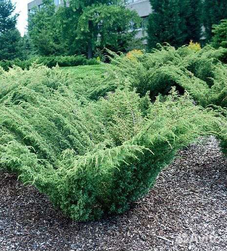 Можжевельник Barton